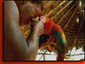 xingu shot 2